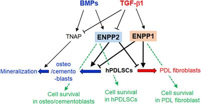 Regulation of TGF-β1-induced fibroblast differentiation of human periodontal ligament stem cells through the mutually antagonistic action of ectonucleotide pyrophosphatase/phosphodiesterase 1 and 2